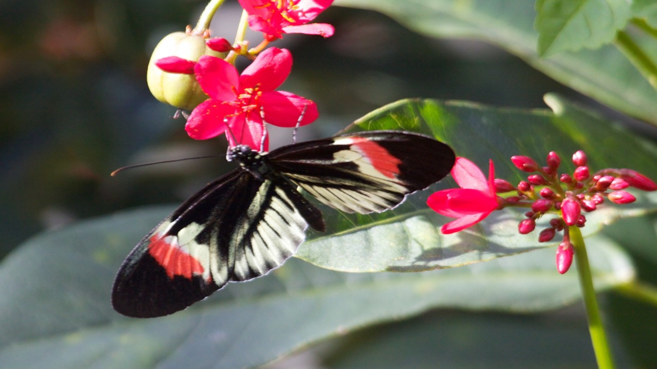 Butterfly World: Jewels Of The Sky