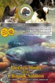 Journey Home of the Chinook Salmon