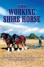 The Working Shire Horse