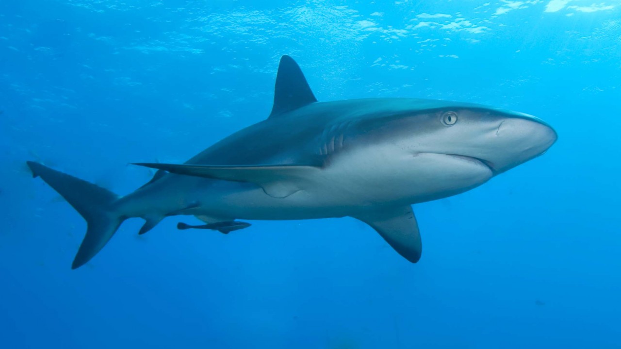 Sharks: Species And Survival