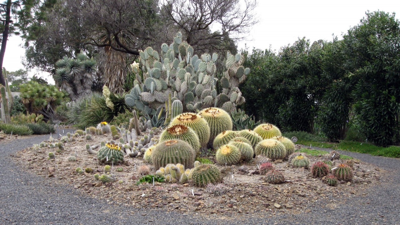 Garden Travels: Topiary and Ruth Bancroft Garden