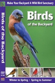 Birds of the Backyard: Spring in to Summer