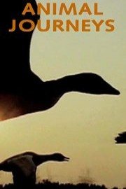 Animal Journeys
