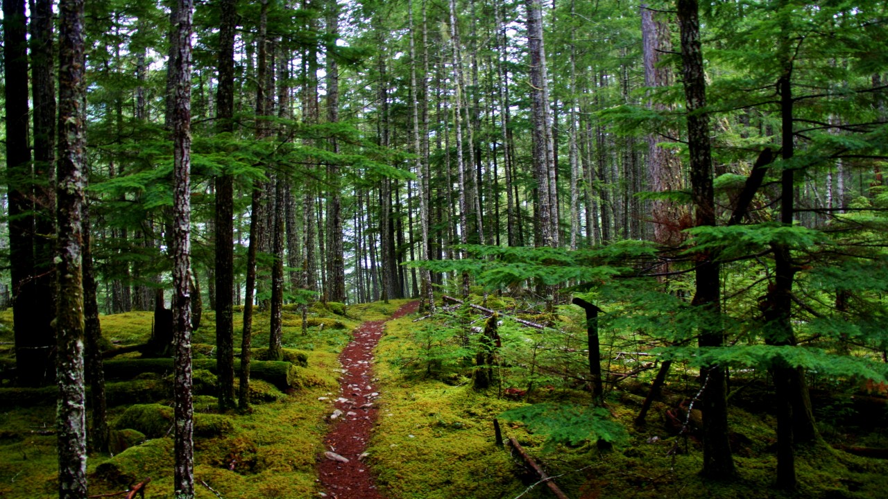 Olympic Rainforest
