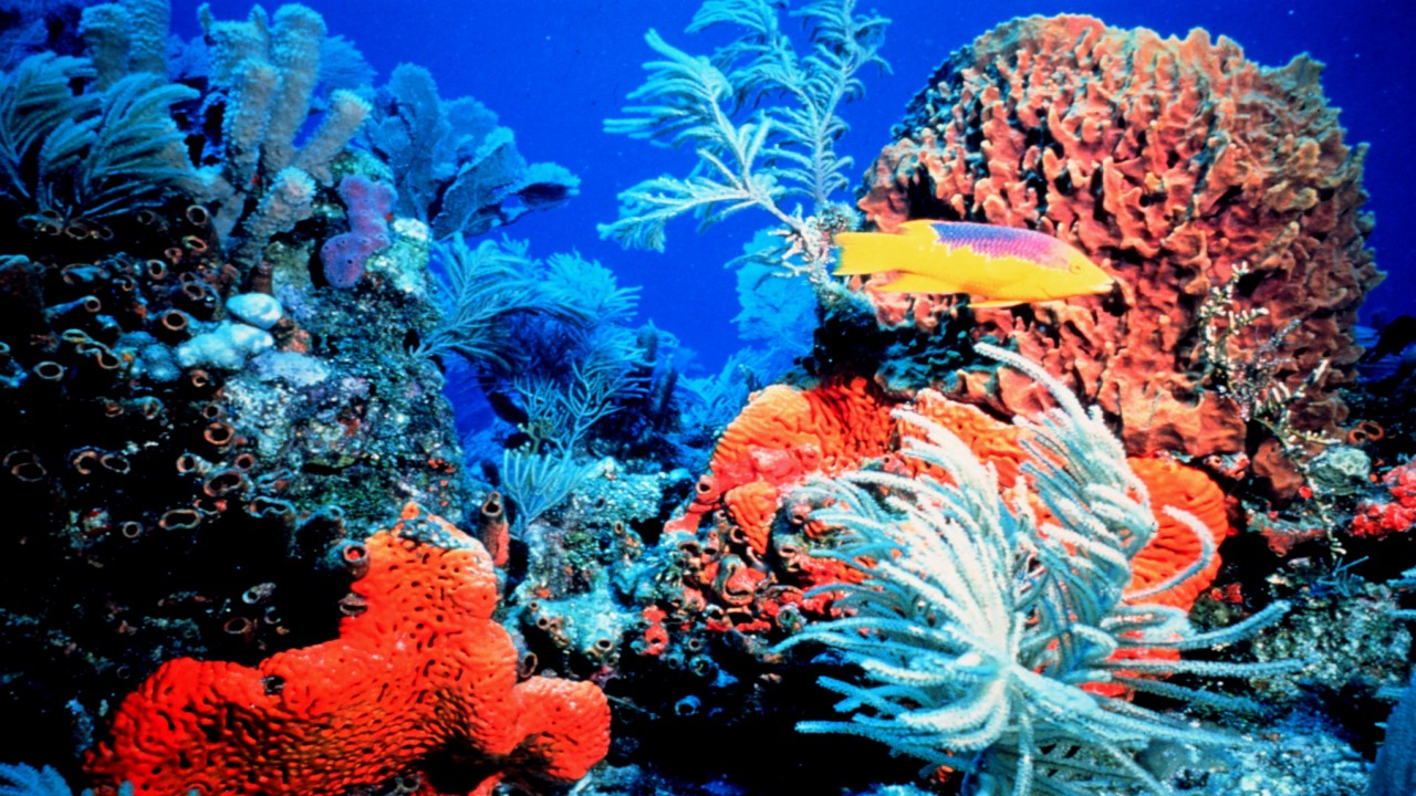Underwater Paradise