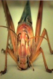 Pest Wars