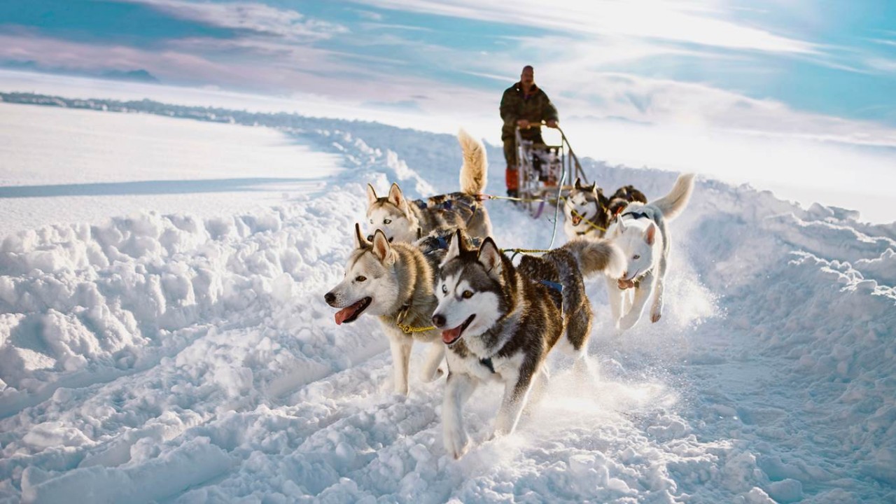 On Tour... Call of the Wild Life with the Huskies Sweden