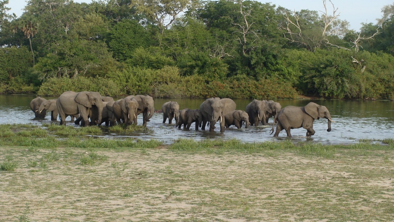 On Tour... MUKUBA EXPRESS A Fascinating Train Journey From Selous Park To Dar-Es-Salaam
