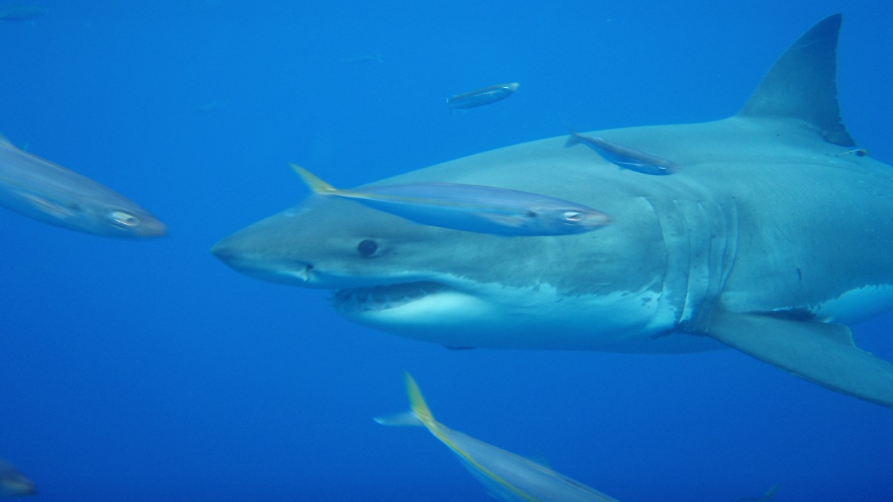 Dive Travel: Great White Sharks - Isla de Guadalupe, Mexico