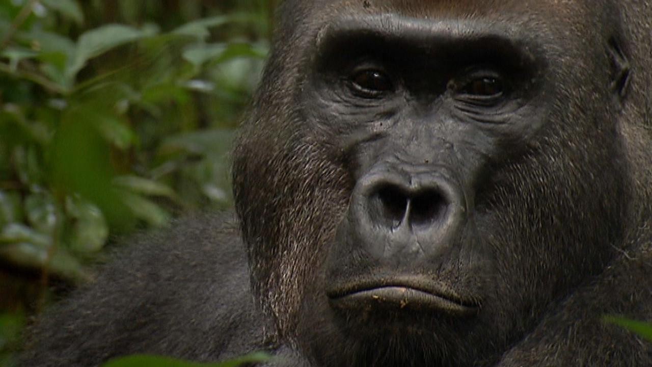 The Gorilla Whisperer: My Gorilla Life