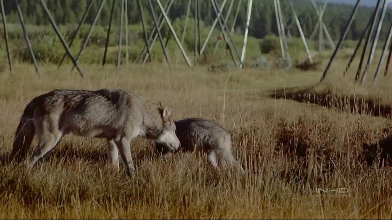 IMAX Wolves