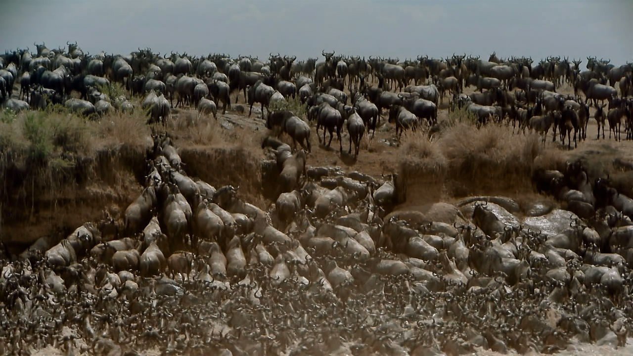 IMAX Africa The Serengeti