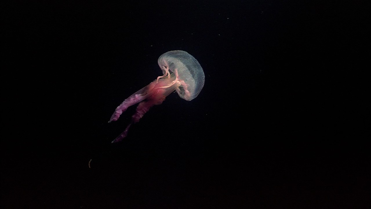 IMAX Ocean Origins