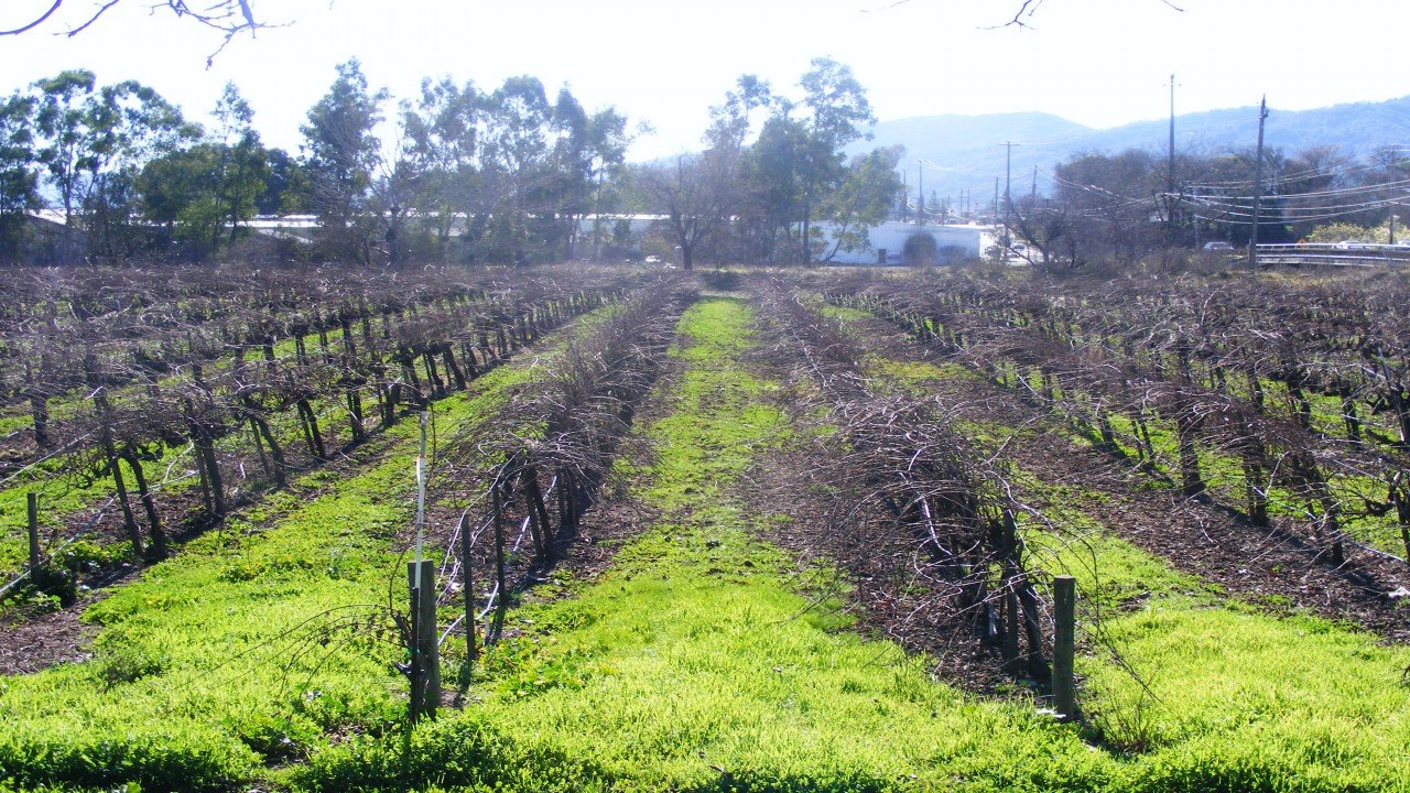 Culinary Travels California and Chile