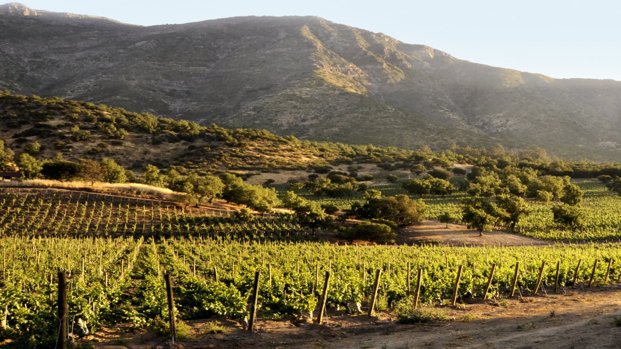 Culinary Travels Chile - In the Heart of the Maipo Valley
