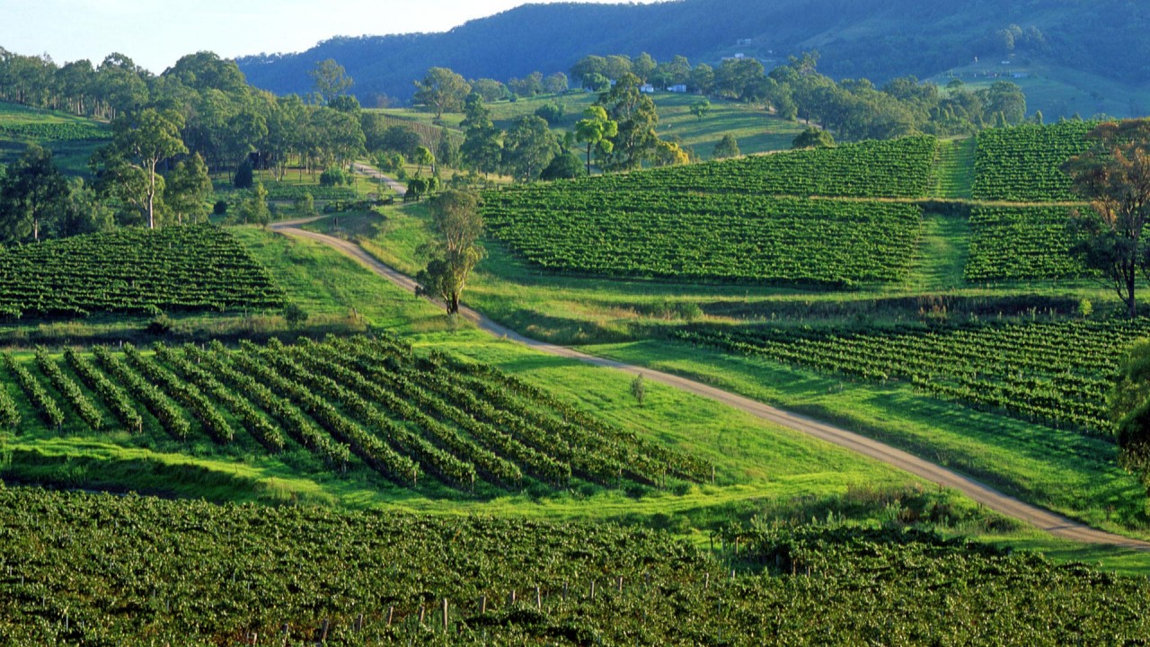 Culinary Travels Wine Hunting in the Hunter Valley