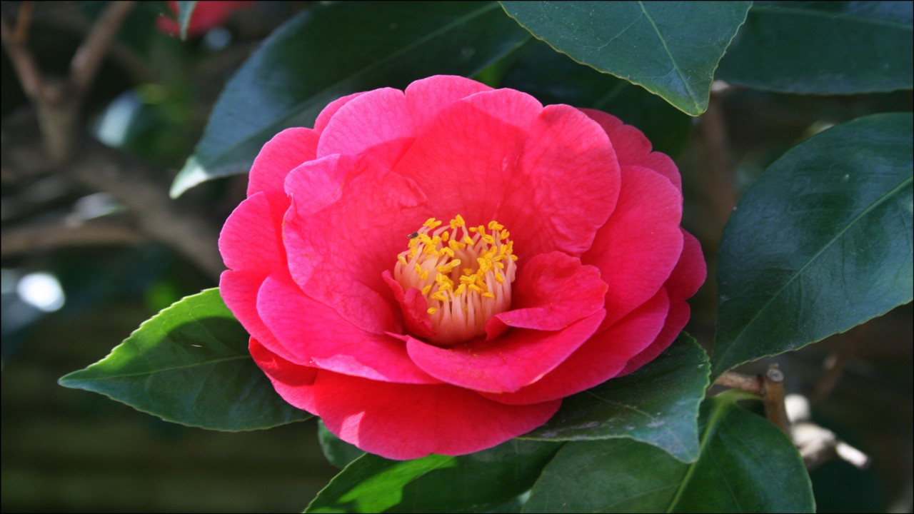 Garden Travels: Conservatory and Camellias