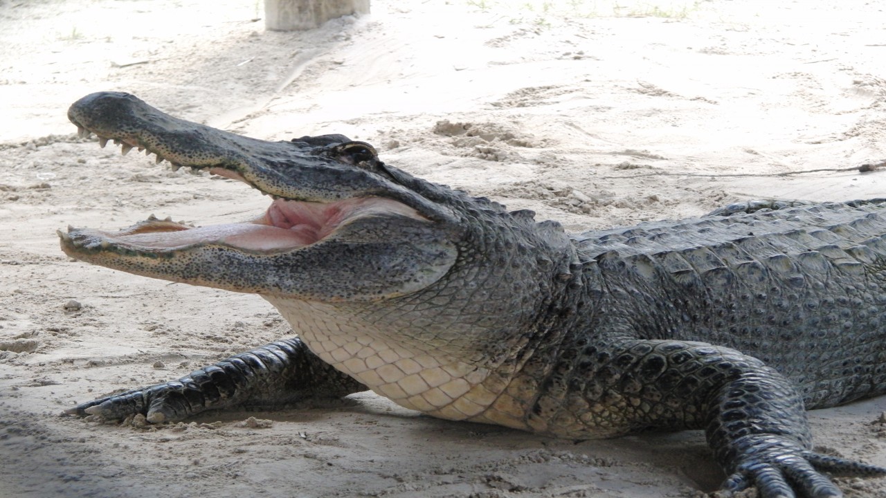 Cosmos Global Documentaries ALLIGATOR