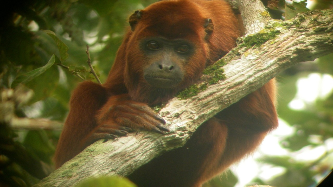 Wild Venezuela Masaguaral A Natuaral Zoo
