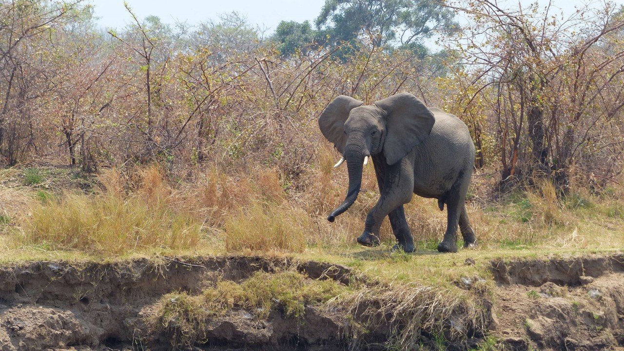 Living Landscapes Wild Africa