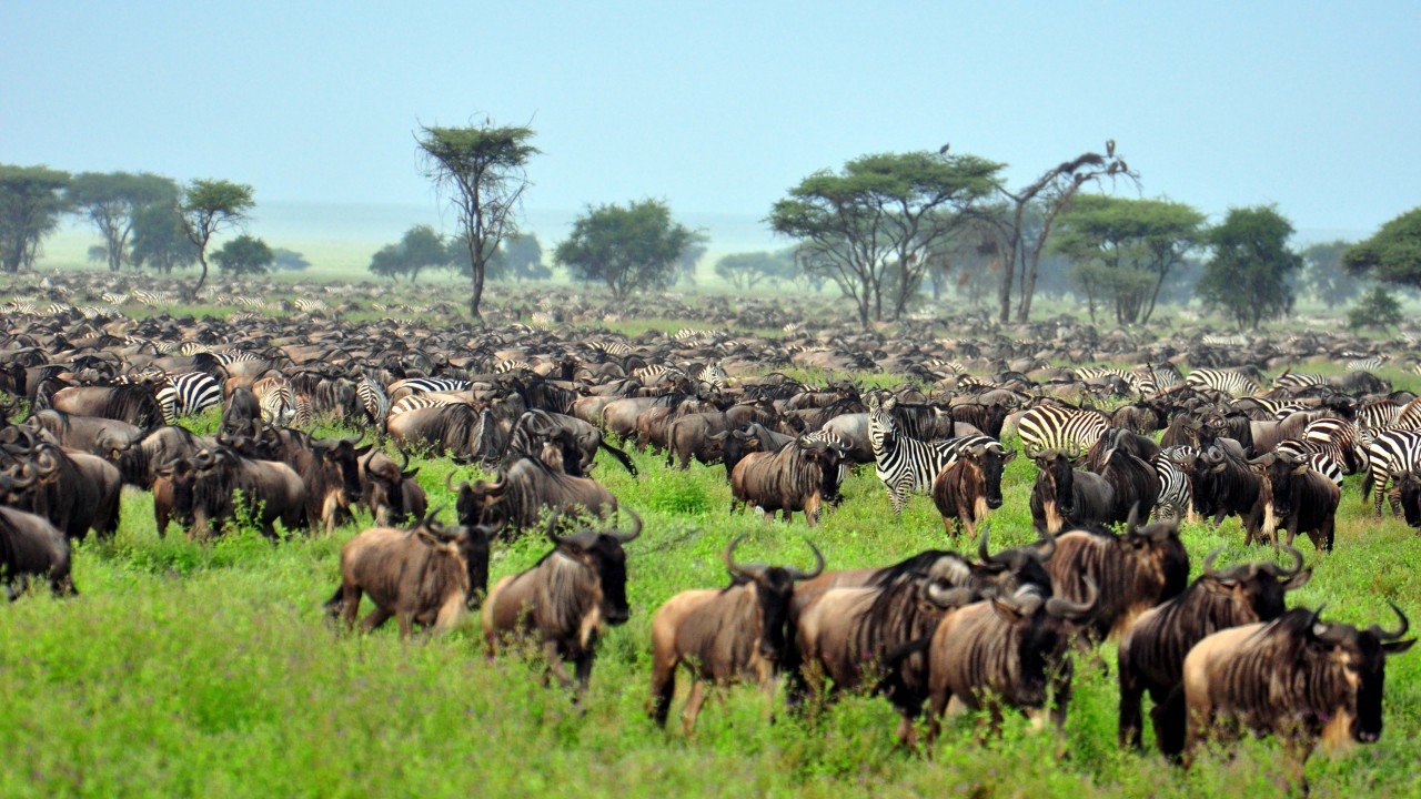 Nature Parks SERENGETI & NGORONGORO Tanzania