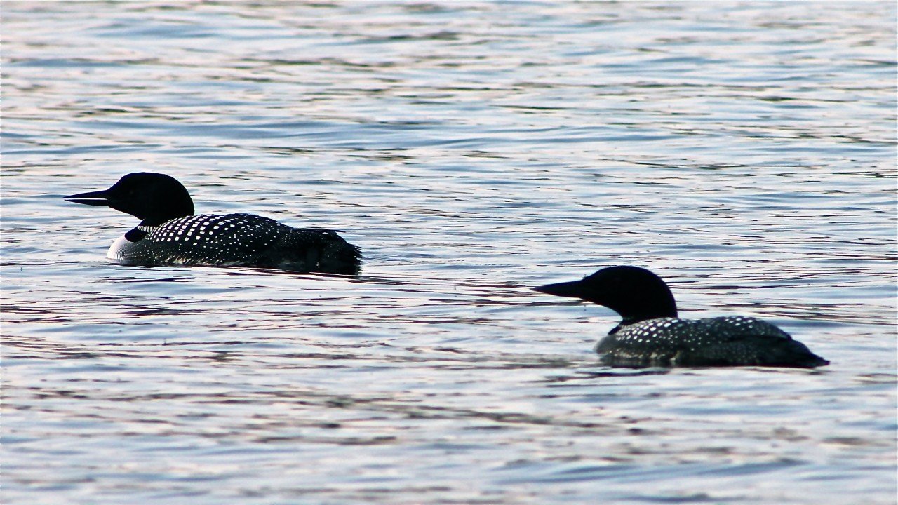 The Loons On Golden Pond
