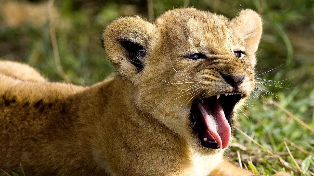 The Baby Lion & The Baby Cheetah
