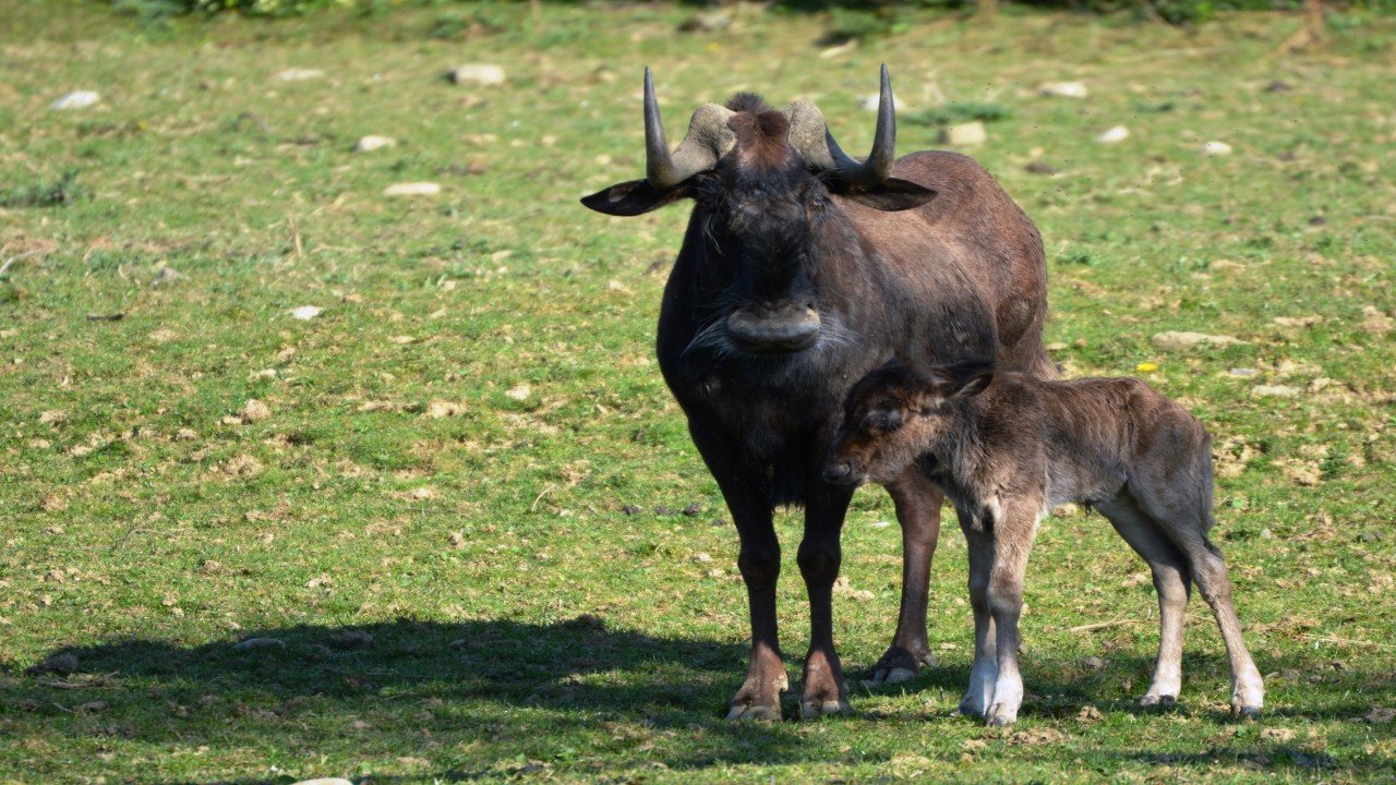 The Baby Wildebeest & The Baby Sea Lion