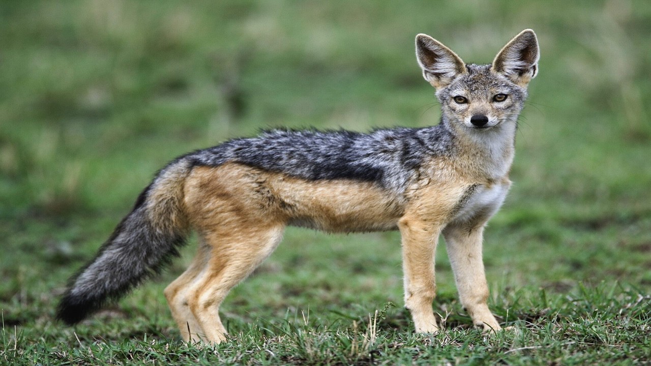 The Baby Lycaon kal