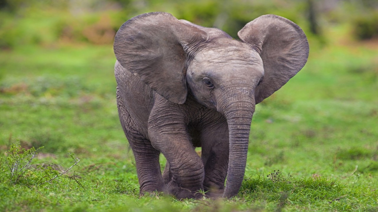 The Baby Elephant & The Baby Giraffe