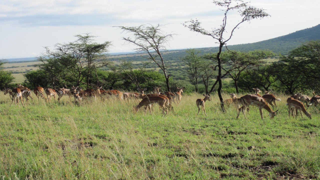 East Africa Camera Safari