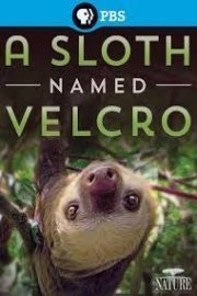 Nature: A Sloth Named Velcro