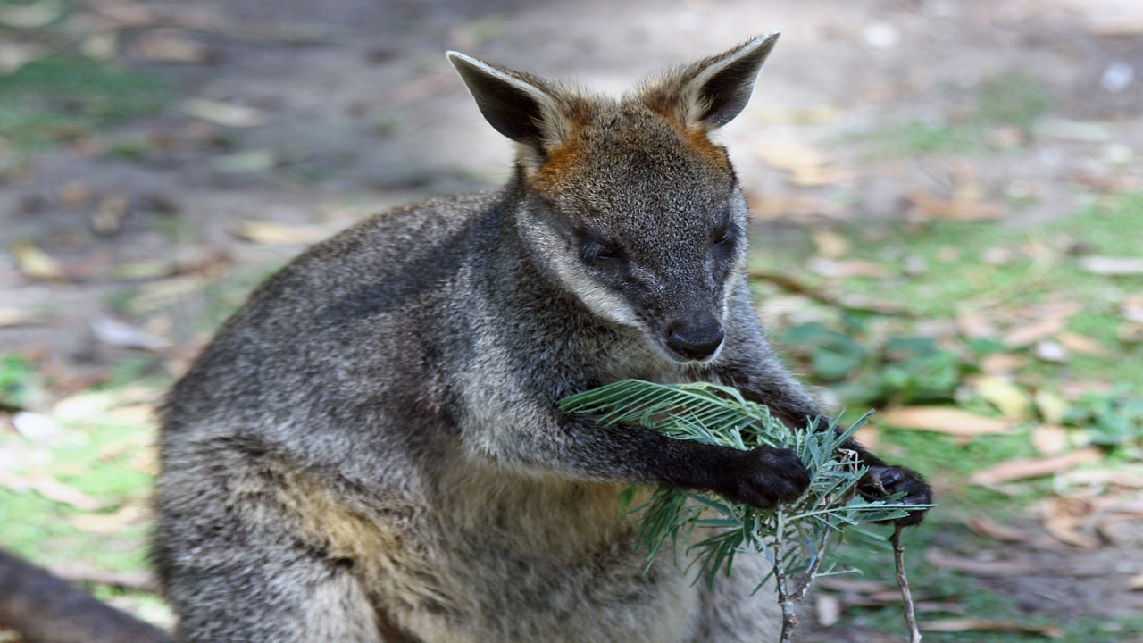 Australia's Unique Wildlife