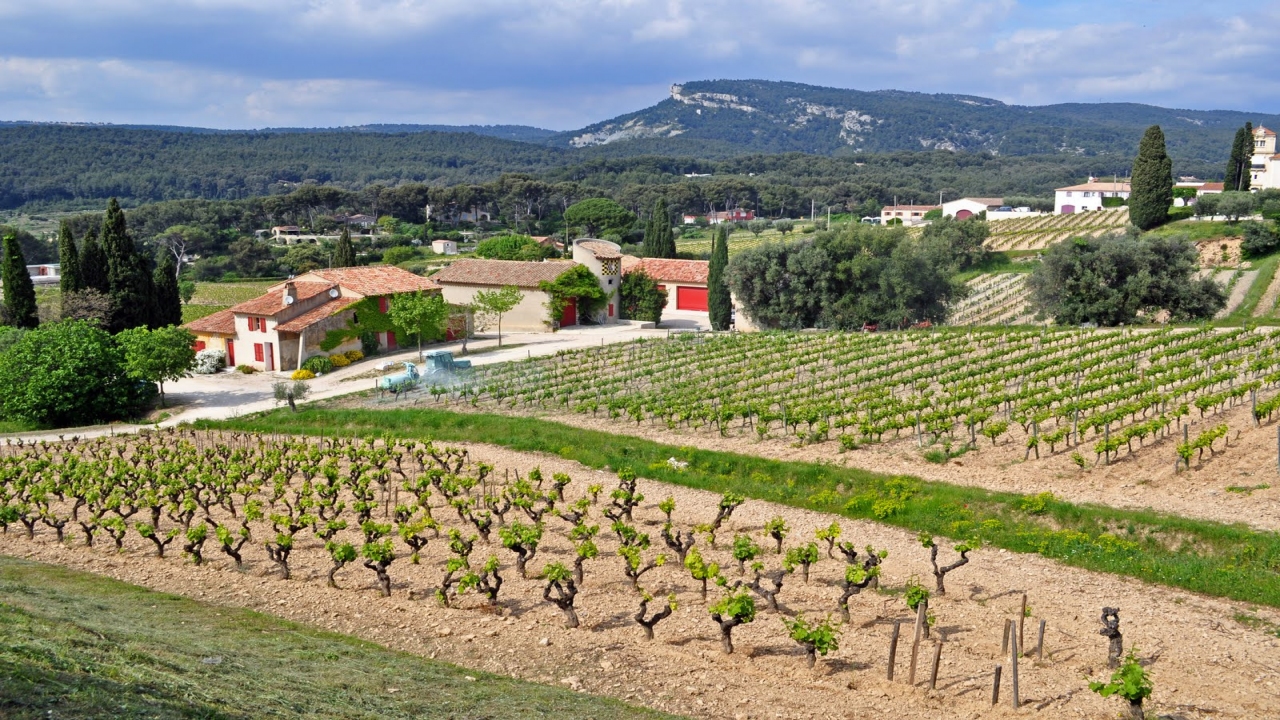 The Vineyards and Wine of Cassis: The best white wine in the world