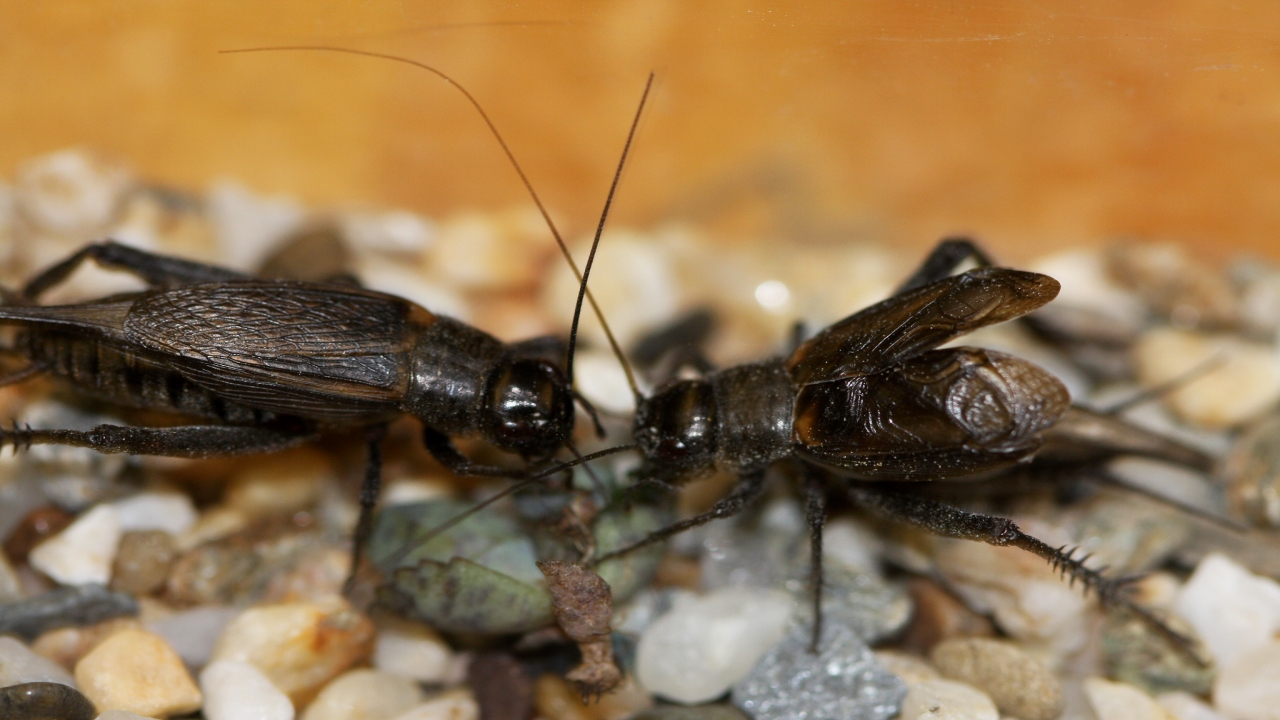 Crickets: Territorial Insects