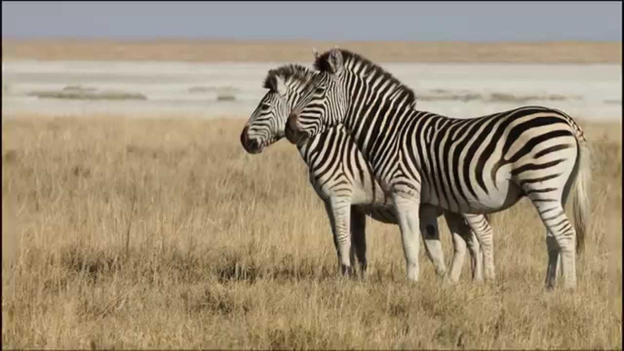 Jack Hanna's Animal Adventures: Jack's Camp
