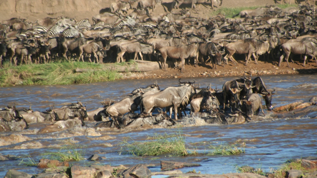 Wildlife of East Africa