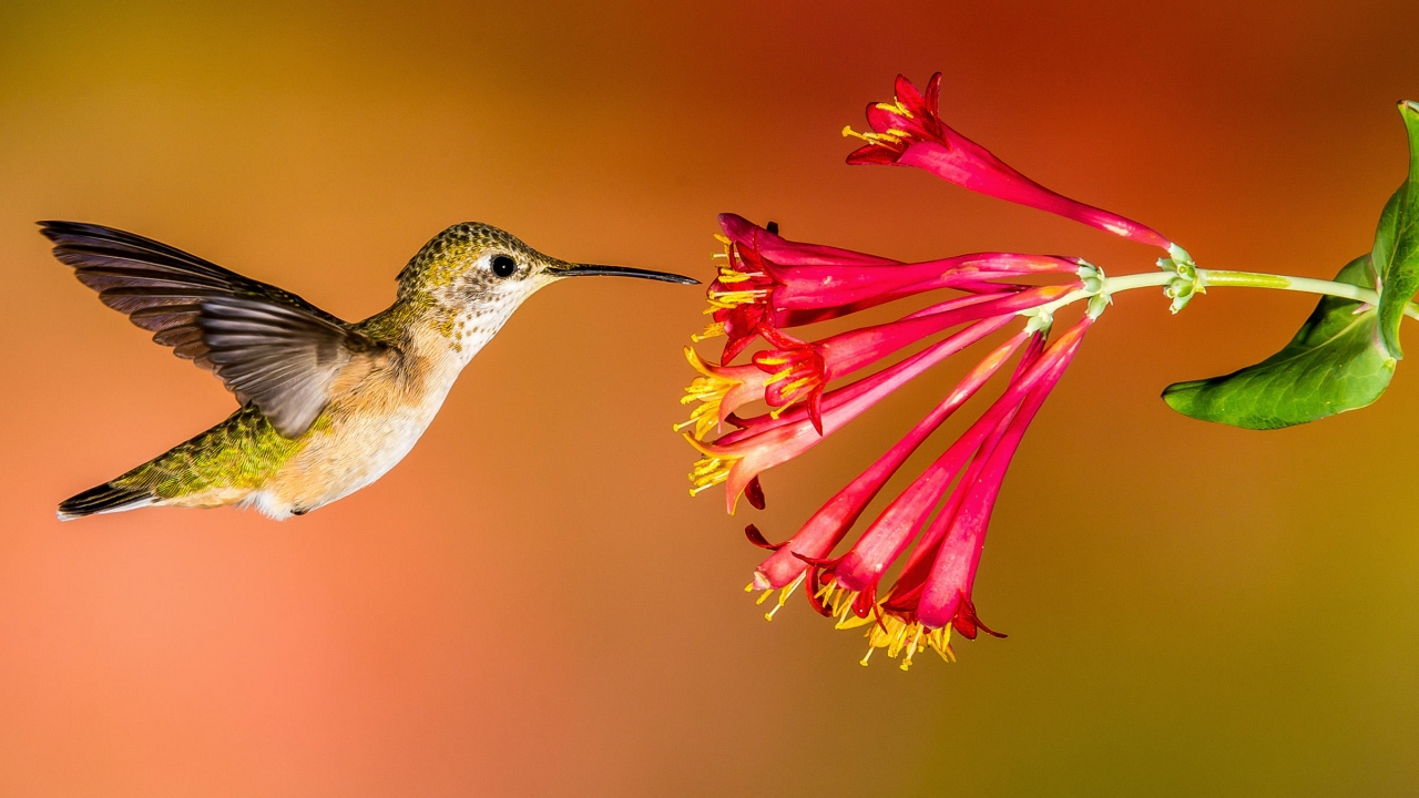 Hummingbirds of the Backyard