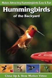 Hummingbirds of the Backyard