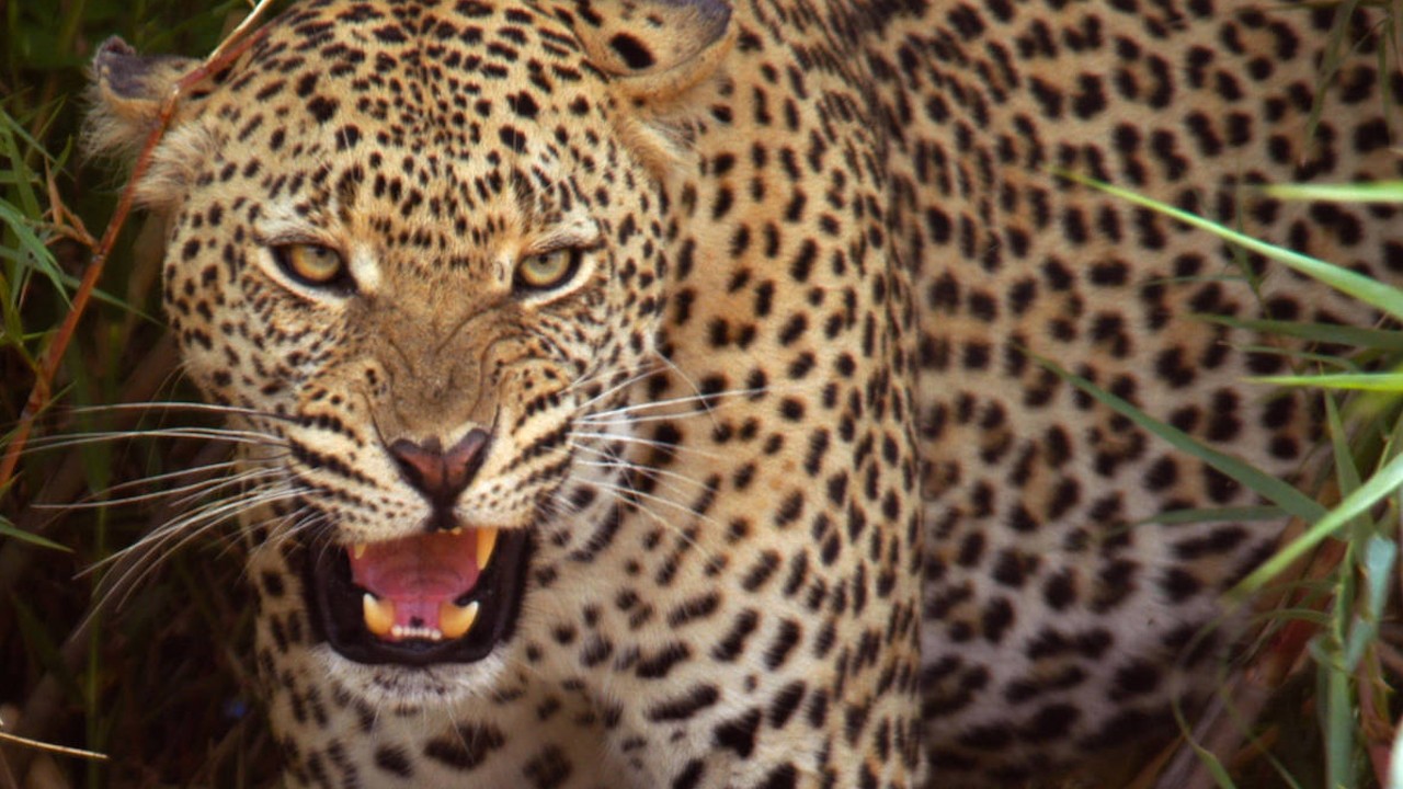 Leopard Fight Club