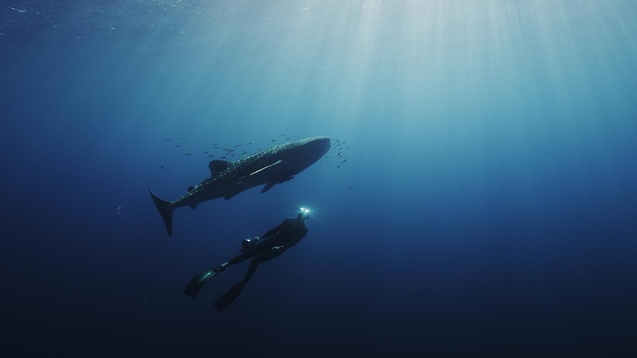 Swimming with Legends