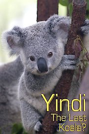 Yindi the Last Koala
