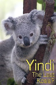 Yindi the Last Koala