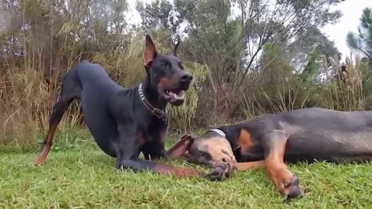 The Daring Dobermans