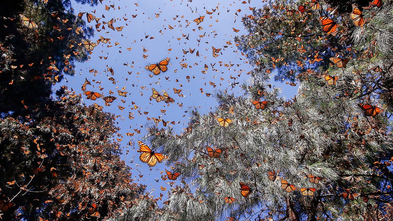 Flight of the Butterflies