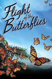 Flight of the Butterflies