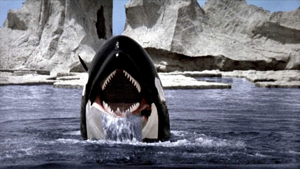 Orca: The Killer Whale