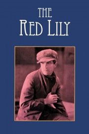 The Red Lily