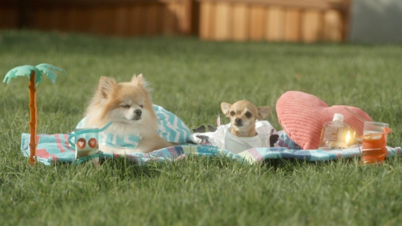 Designer Pups