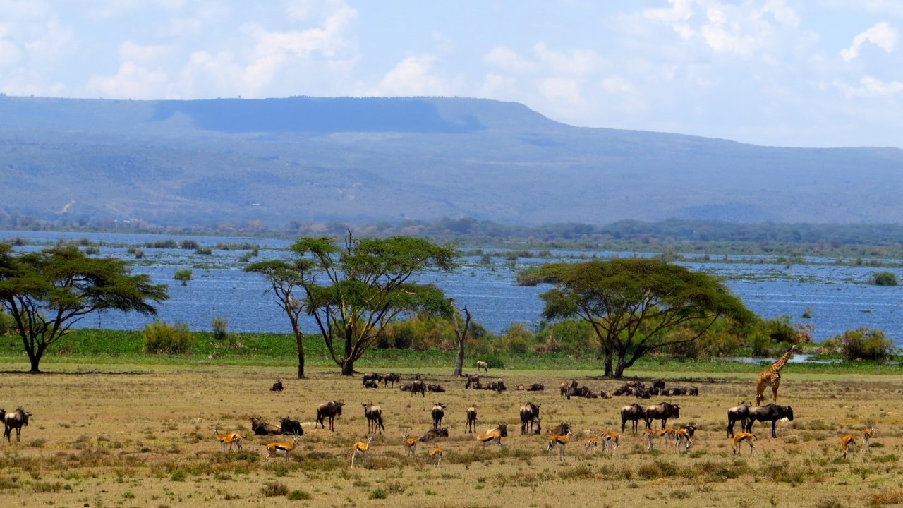 Nature Parks NAIVASHA Kenya